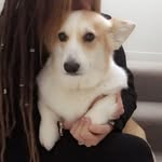 Lucy Latimer - @princess_lucycorgi - Instagram