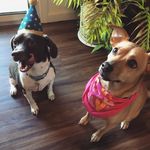 Lucy & Lennox - @lucy_and_lennox - Instagram