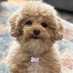 Lucy (& Lennox R.I.P.) - @lennoxandlucydoodles - Instagram