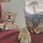 Lucy Lennox - @catkittenchaos - Instagram