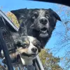 Link💙🐾💜Lucy - @link_lucy - TikTok