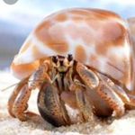 Lucy Link - @hermitcrabscermit - Instagram