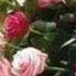 Lucy Machado - @lucy.machado.7773 - Instagram