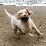 Lucy Maddox - @the.cotswold.spinone - Instagram