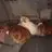 lucy major - @lucymajor1 - TikTok