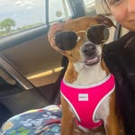 Lucy Goose Manley - @goosey_on_the_lucy - Instagram