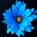 Lucy Maynard - Facebook