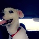 🐶❤Lucy .L. McClain❤🐶 - @lucy_the_crazy - Instagram