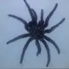 Lucy McHale - @lucy.mchale - TikTok