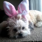 Lucy Mckellar - @lucybunnyrawrvek - Instagram
