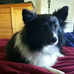 Lucy McPherson - @lucy_the_puppy_101 - Instagram