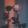 lucymeierr - @lucymeierr - TikTok
