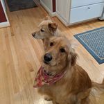 Lucy and Melvin - @lucyandmelvinaregolden - Instagram