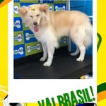 Lucy Menezes - @lucy_menezes - Instagram