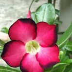 Lucy Menezes - Facebook