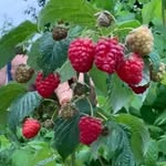 Lucy Dovala (Meredith) - @prievady_raspberry_farm - Instagram