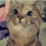 lucile "lucy" lou mobley - @kitty.pawz.lucy - Instagram