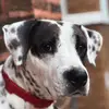 LucyThePittie - @lucymaemobley - TikTok