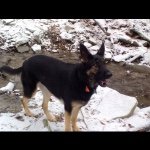 Lucy Bear Morse - @lucythegermanshepard - Instagram