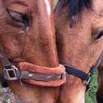 sam❤️🐴 - @luc_ymueller - Instagram