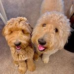Lucy and Mulligan - @dayswithmydoodles - Instagram