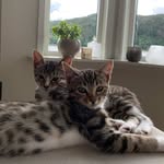 Lucy & Lexi - @lucyoglexibengal - Instagram