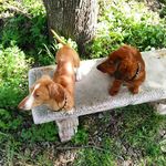 Lucy & Oswald - @oswald_and_lucy - Instagram