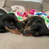 lucy&oswald_theweens - @lucyoswald_thewee - TikTok