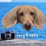 Lucy&Otto ｜Mini Dachshund ｜British Shorthair - @lucy_otto88 - Instagram
