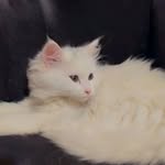 لایف استایل گربه‌ای | لوسی | حامی حیوانات - @lucy_pashmakian - Instagram
