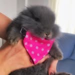 @_lucy_pashmak - Instagram