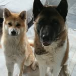 ȺҠįͲȺ 69 🐶 - @lucypashaakita - Instagram
