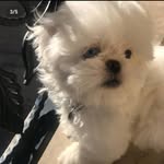 Lolo - @lucy__pashmak - Instagram