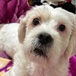 🐩Luce♡Luce🐩 - @lucy_pashmaki - Instagram