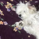 @lucy_.pashmak - Instagram