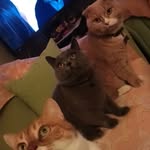Lucy & Pasha & Smoky😻 - @lucy_pashas_smokys_life - Instagram