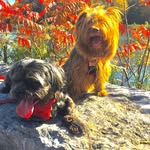 Lucy/pashmak - @catdogs_lucy_pashmak - Instagram