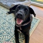 Lucy Peck - @lucypuppergirl - Instagram