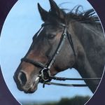 Lucy Postgate Ponies - @lucypostgateponies - Instagram