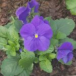Lucy Potts - @painterlypotts - Instagram