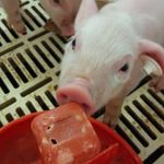 Lucy Potts - @vegan_potts - Instagram