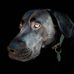 Lucy Pratt - Facebook