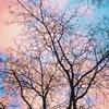 lucypratt1233 - @angels_basket_ - TikTok