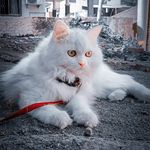 Lucy Queen - @_lucy_queen_lucy - Instagram