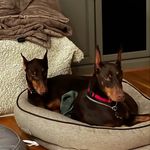 Lucy & Reese - @doberman_cincinnati - Instagram