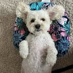 Lucy Reese! - @lucy_the_maltipoo27 - Instagram