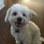 Lucy Reese - @lucyfurthedog - Instagram