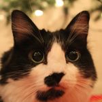 Lucy Reese - @lucy_reese_cat - Instagram