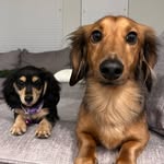 Reese & Lucy - @_reesenlucy - Instagram
