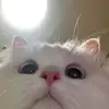 .lucyriddle - @.lucyriddle - TikTok
